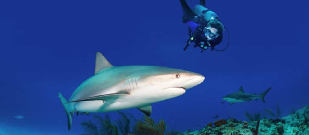 grand-bahama-dive-week-returns-for-2022 grand-bahama-dive-week-returns-for-2022