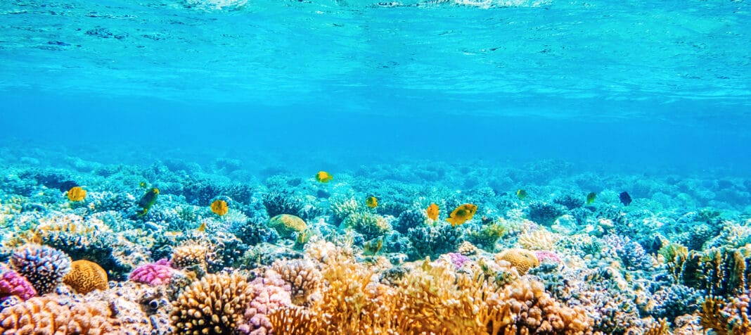 new-strategic-plan-to-accelerate-r&d-into-coral-restoration-unveiled new-strategic-plan-to-accelerate-r&d-into-coral-restoration-unveiled