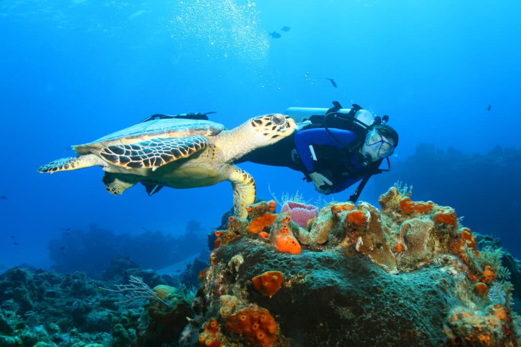 sea-turtles-may-not-be-great-navigators-after-all sea-turtles-may-not-be-great-navigators-after-all