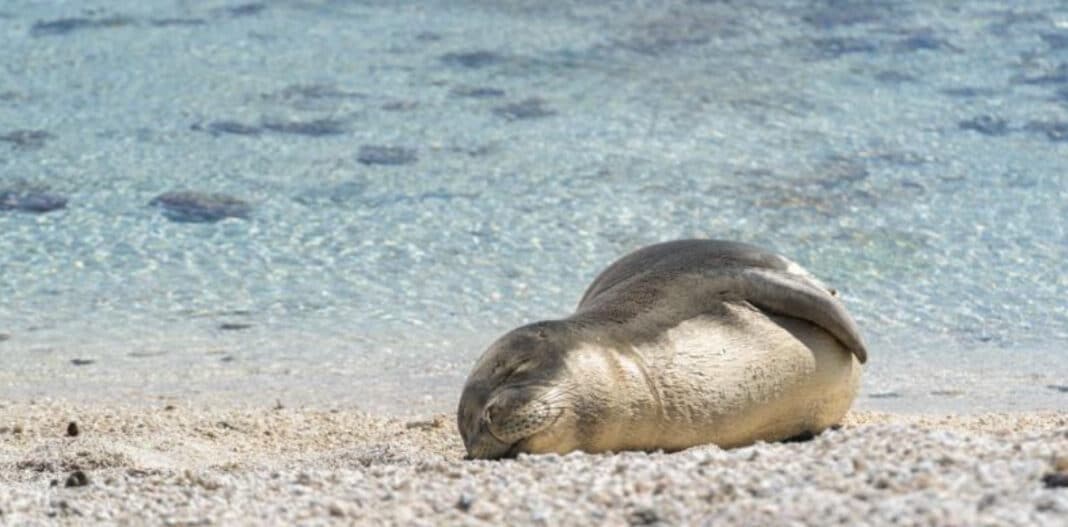 the-hawaiian-monk-seal-population-has-grown-to-more-than-1,500 the-hawaiian-monk-seal-population-has-grown-to-more-than-1,500