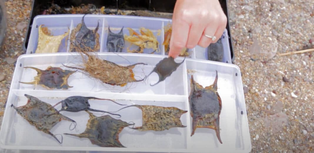 easter-shark-eggcase-hunt-produces-great-results easter-shark-eggcase-hunt-produces-great-results