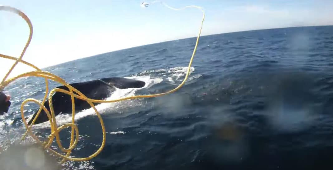 ‘thumper’-the-mama-whale-freed-from-rope-entanglement ‘thumper’-the-mama-whale-freed-from-rope-entanglement