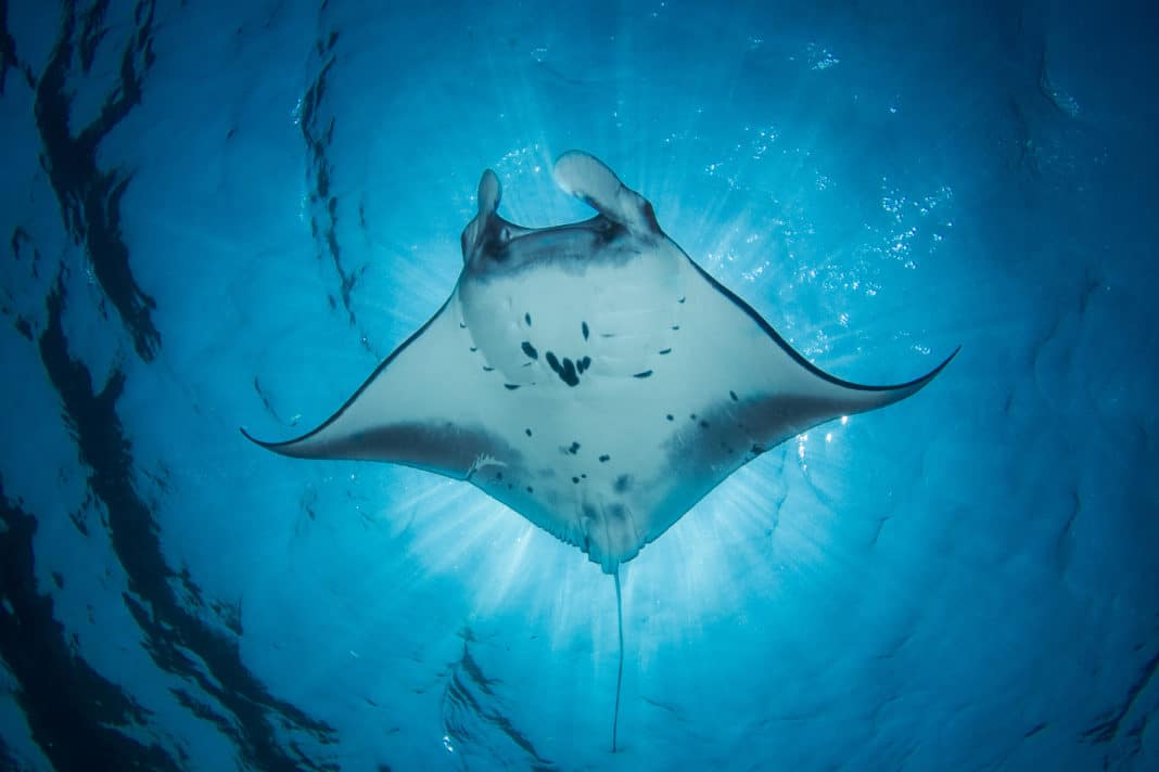 study:-komodo-national-park-has-one-of-the-biggest-accumulations-of-manta-rays