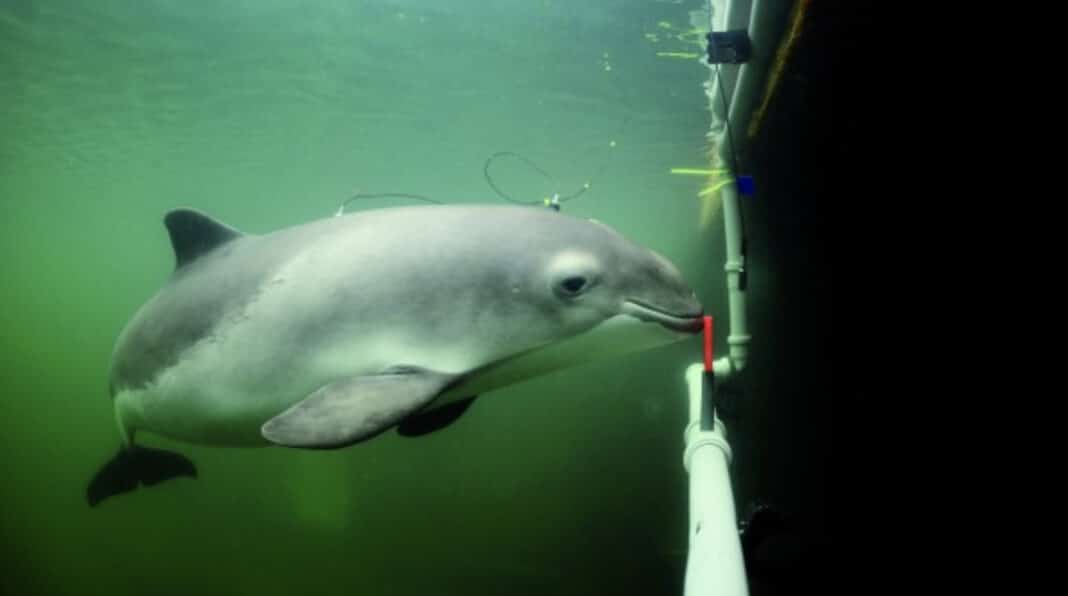 do-underwater-noise-regulations-need-to-be-updated? do-underwater-noise-regulations-need-to-be-updated?