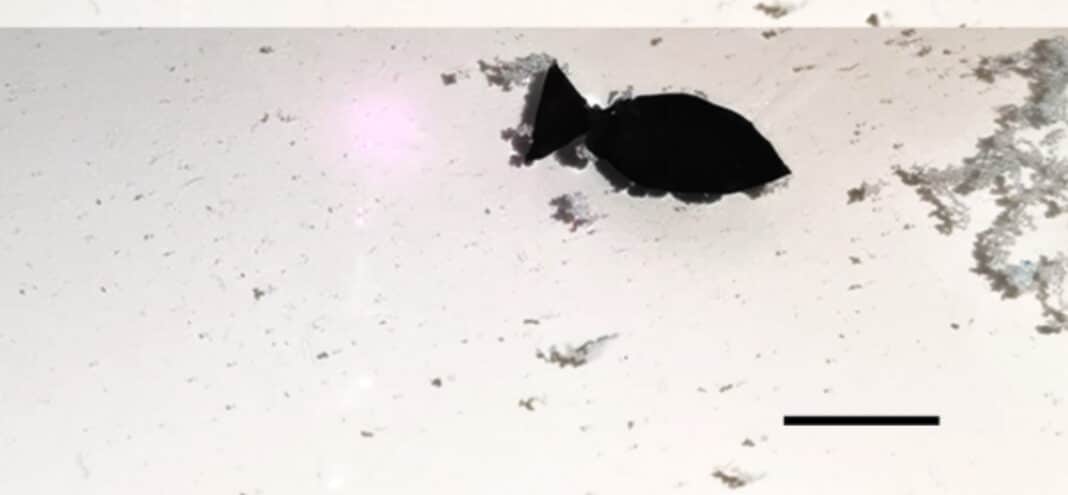 tiny-fish-shaped-robot-‘swims’-around-picking-up-microplastics tiny-fish-shaped-robot-‘swims’-around-picking-up-microplastics