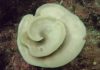 Marine Heatwave Causes Mass Bleaching of New Zealand Sea Sponges marine-heatwave-causes-mass-bleaching-of-new-zealand-sea-sponges
