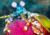 Ocean Warming Could Wipeout Ocean Biodiversity ocean-warming-could-wipeout-ocean-biodiversity