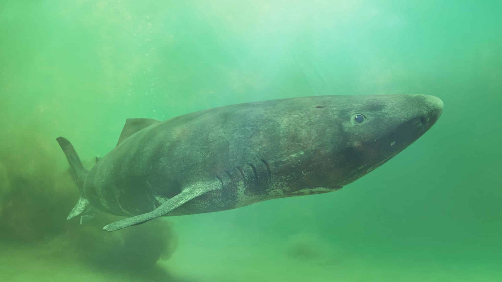 a-long-way-from-home:-greenland-shark-found-near-belize a-long-way-from-home:-greenland-shark-found-near-belize