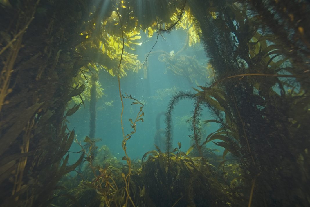 no-safe-haven-for-12-species-on-us-west-coast no-safe-haven-for-12-species-on-us-west-coast