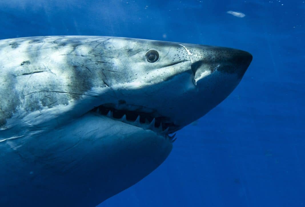 guadalupe-island-biosphere-closure-extended-through-2022 guadalupe-island-biosphere-closure-extended-through-2022