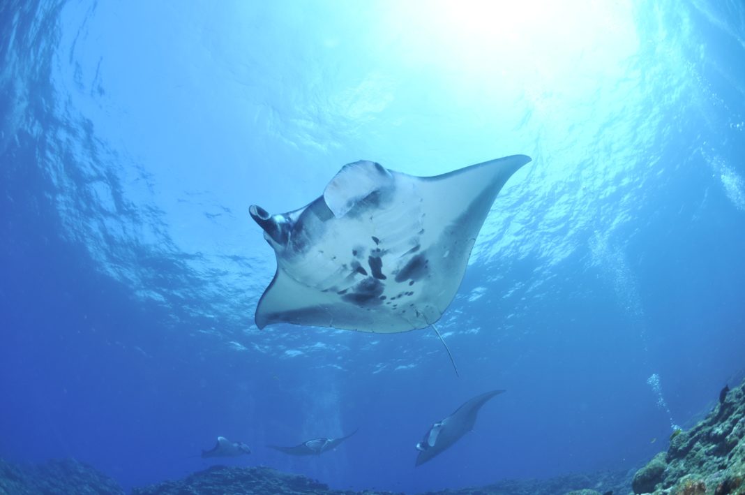 manta-expedition-dates-announced-by-maldives-blue-force-one manta-expedition-dates-announced-by-maldives-blue-force-one