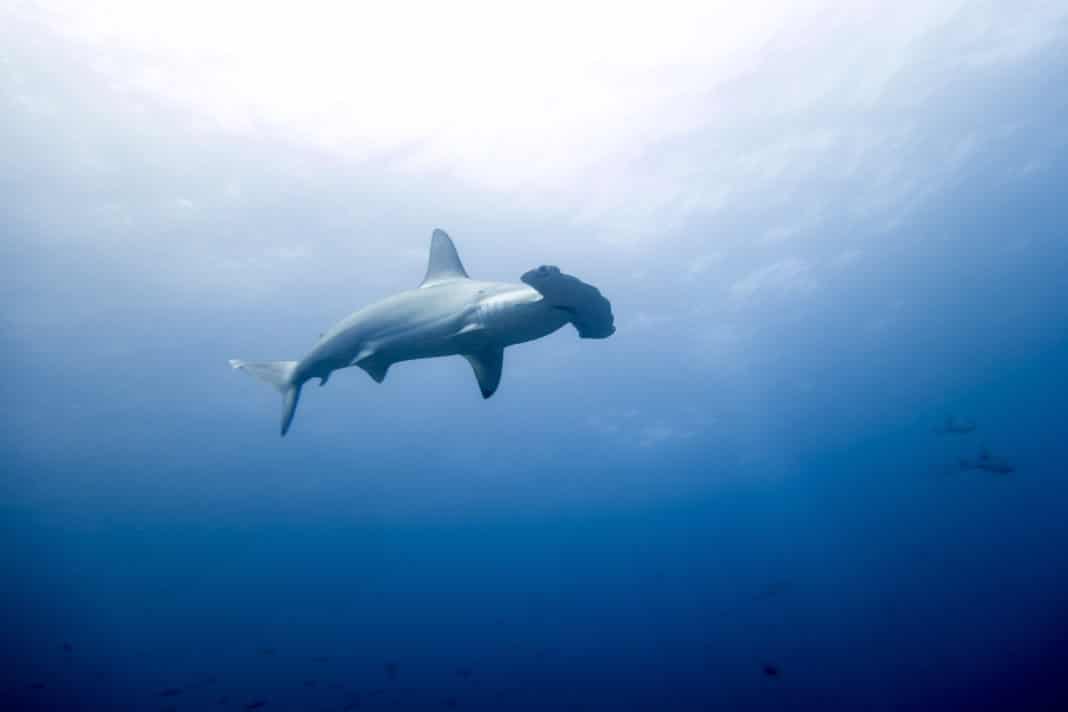 the-best-4-places-for-scuba-diving-in-costa-rica the-best-4-places-for-scuba-diving-in-costa-rica