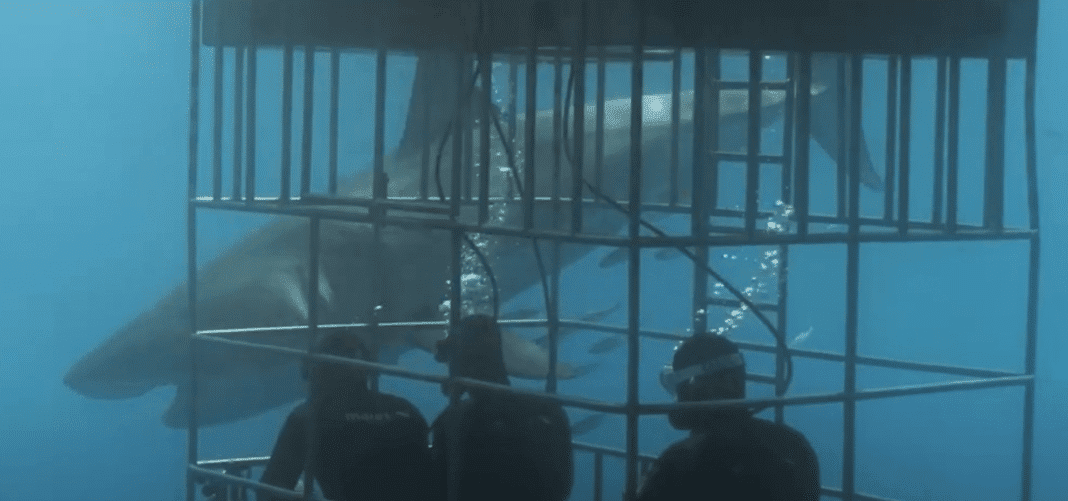 nautilus-liveaboards-cancels-2022-great-white-shark-trips-to-guadalupe-island nautilus-liveaboards-cancels-2022-great-white-shark-trips-to-guadalupe-island