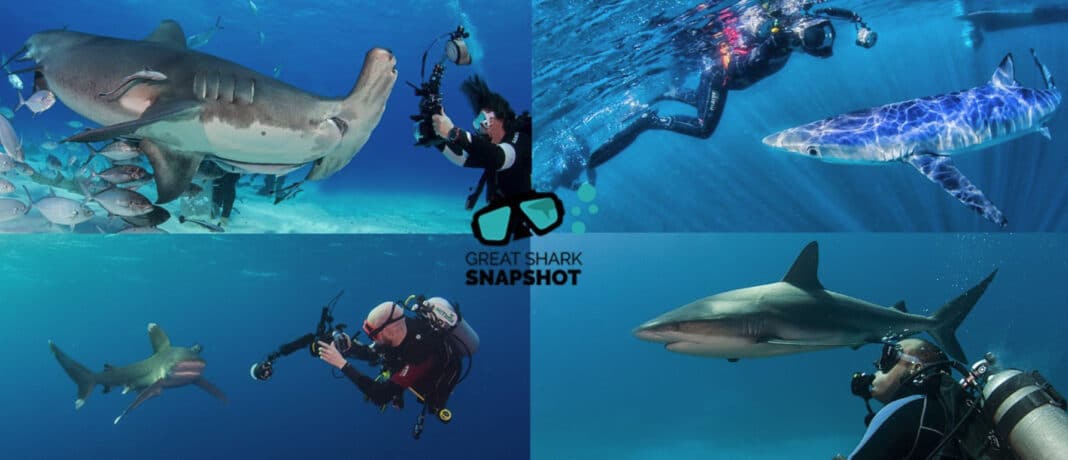 shark-trust’s-first-‘great-shark-snapshot’-is-a-success shark-trust’s-first-‘great-shark-snapshot’-is-a-success