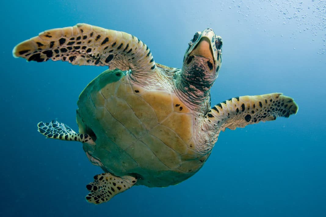 scientists-determined-that-more-than-a-million-sea-turtles-were-poached-over-last-30-years scientists-determined-that-more-than-a-million-sea-turtles-were-poached-over-last-30-years