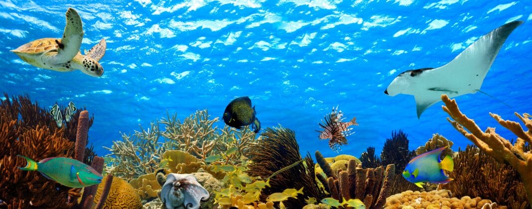 reef-announces-new-marine-life-identification-curricula