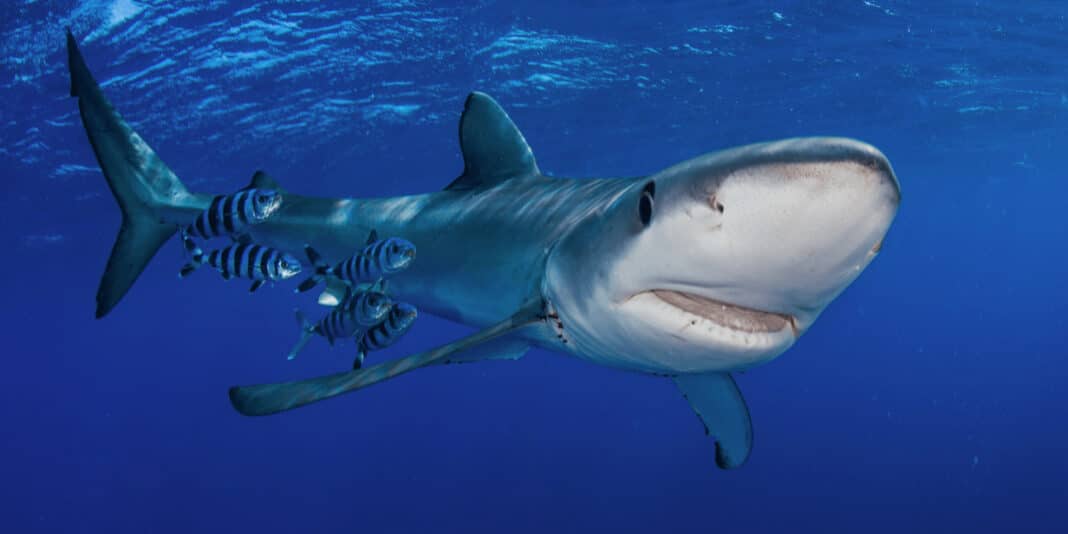 ocean-eye-launches-conservation-nft-series ocean-eye-launches-conservation-nft-series
