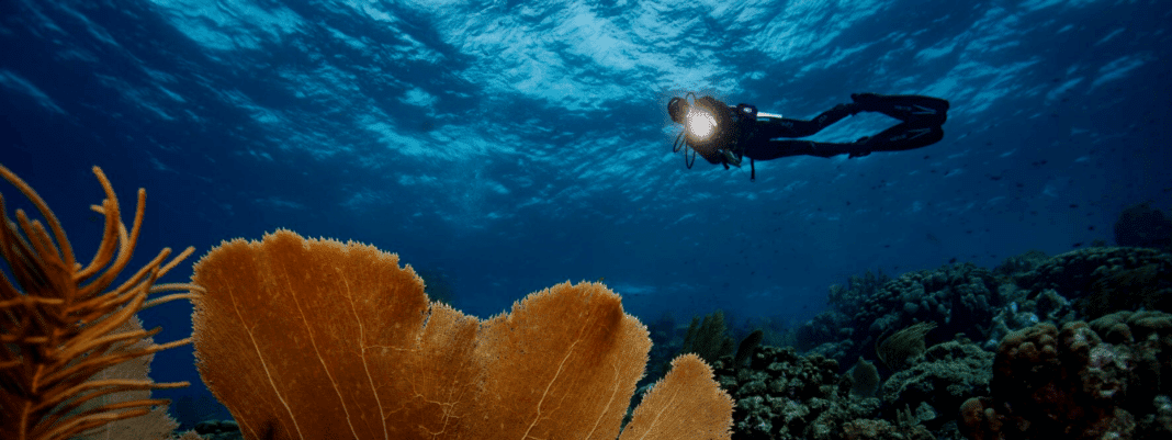 curacao-dive-tourism-operators-become-green-fins-members curacao-dive-tourism-operators-become-green-fins-members