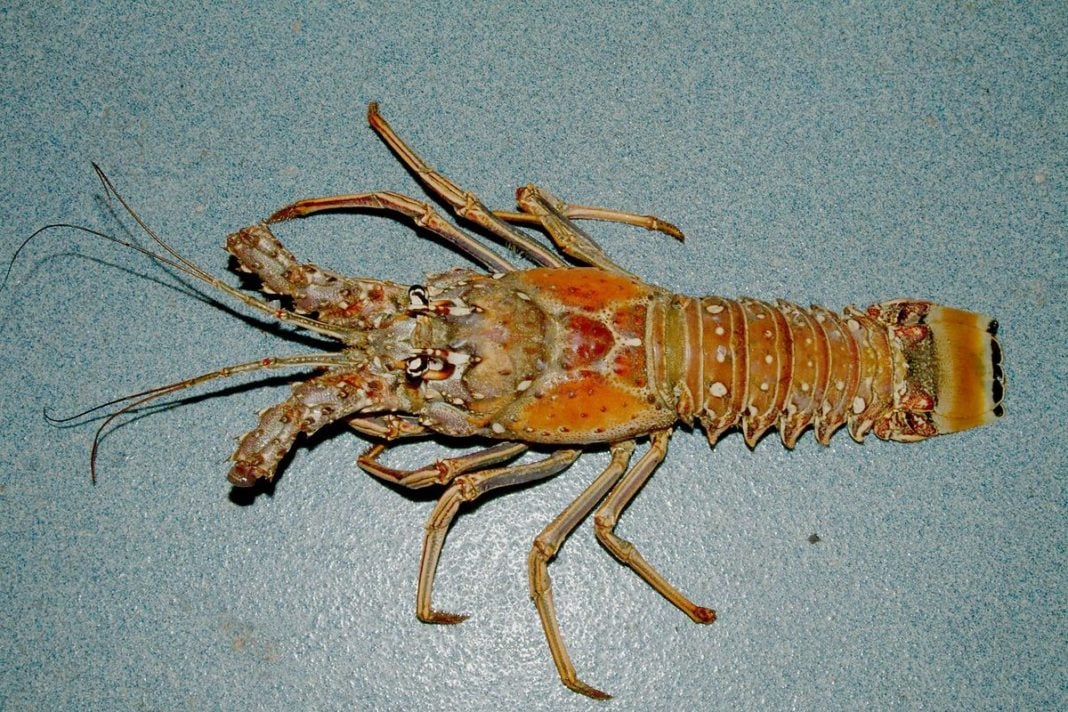 caribbean-spiny-lobster-sustainable-fishing-plan-announced caribbean-spiny-lobster-sustainable-fishing-plan-announced