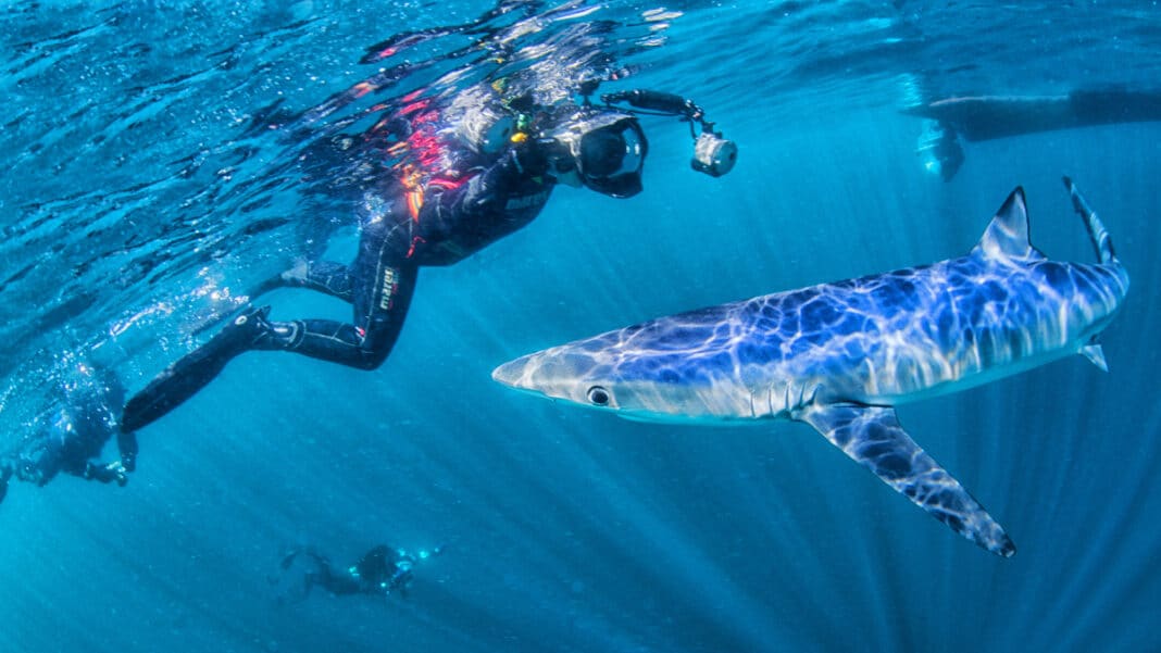 shark-feeding-restrictions-comment-deadline-looms shark-feeding-restrictions-comment-deadline-looms