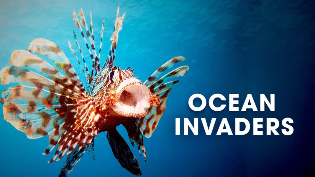 new-nova-documentary-‘ocean-invaders’-explores-the-rise-of-the-lionfish-in-the-atlantic new-nova-documentary-‘ocean-invaders’-explores-the-rise-of-the-lionfish-in-the-atlantic