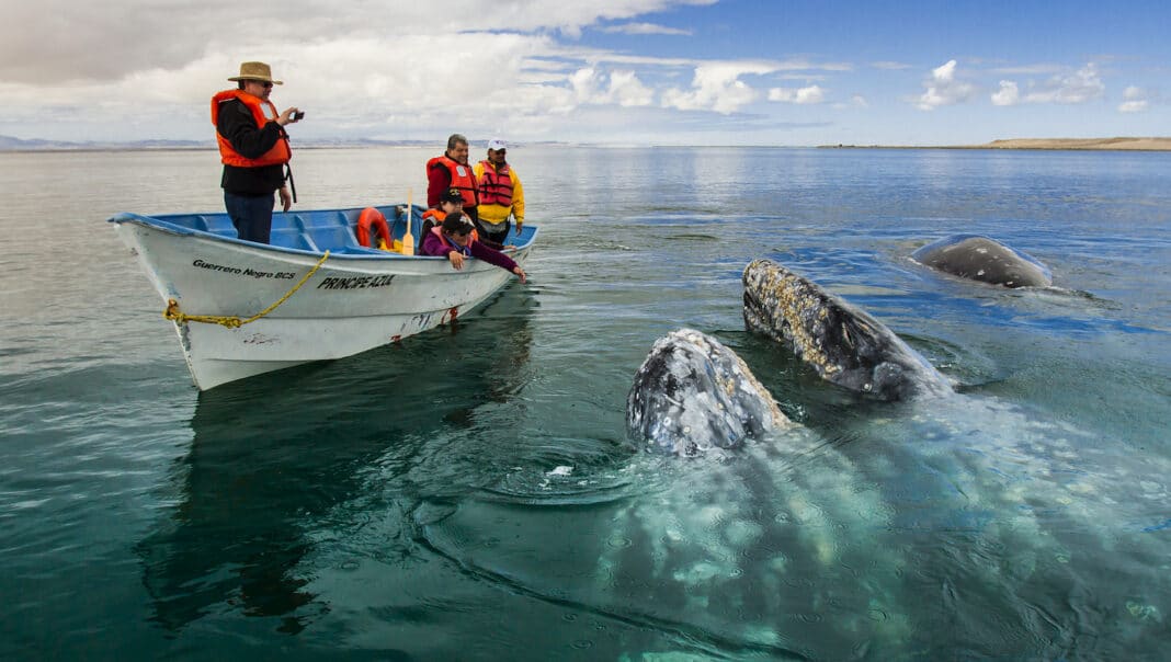 whale-watching-season-in-baja-california-coming-up-soon whale-watching-season-in-baja-california-coming-up-soon