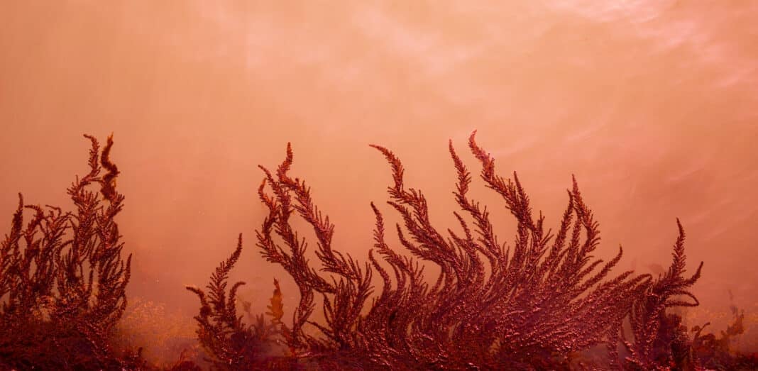 red-algae-found-to-boost-fish-immunity red-algae-found-to-boost-fish-immunity