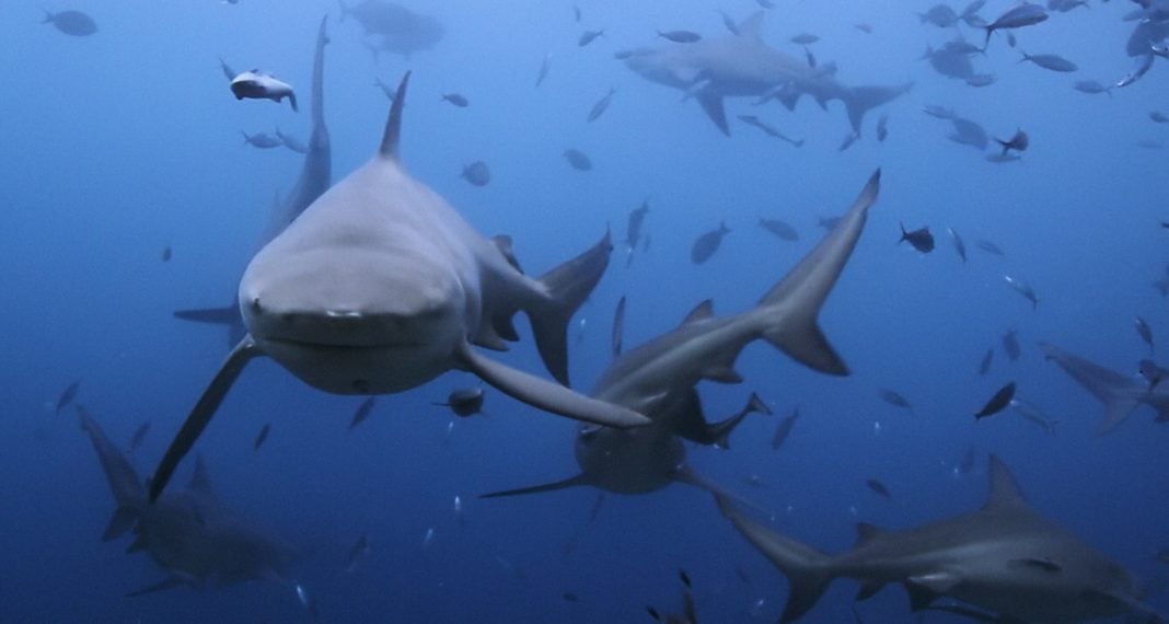 surfers-and-sharks-head-in-the-right-direction surfers-and-sharks-head-in-the-right-direction