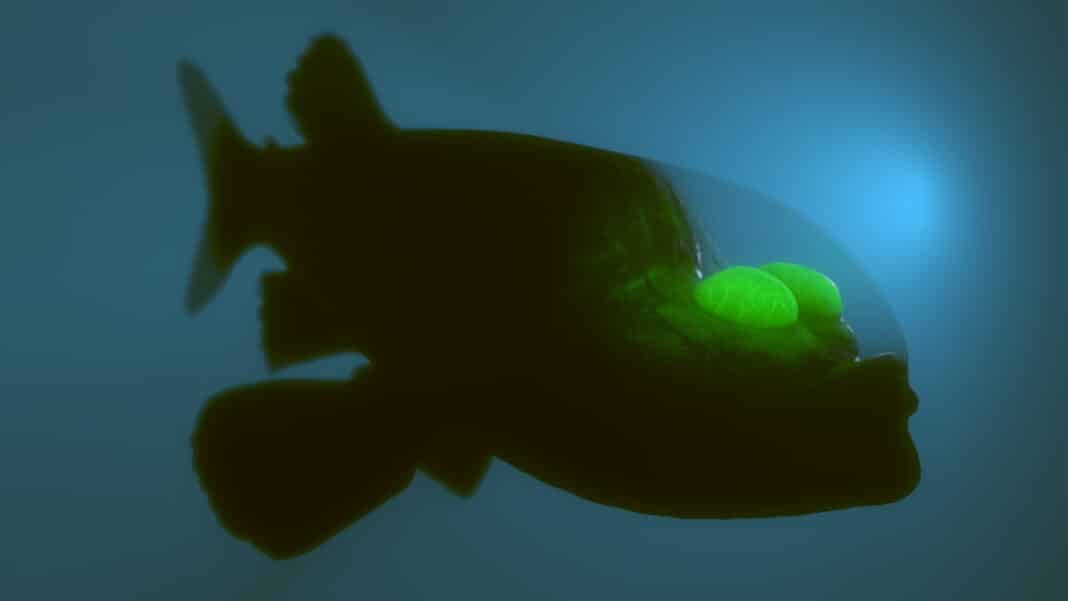 light-shone-on-how-ancient-fish-conquered-the-deep light-shone-on-how-ancient-fish-conquered-the-deep