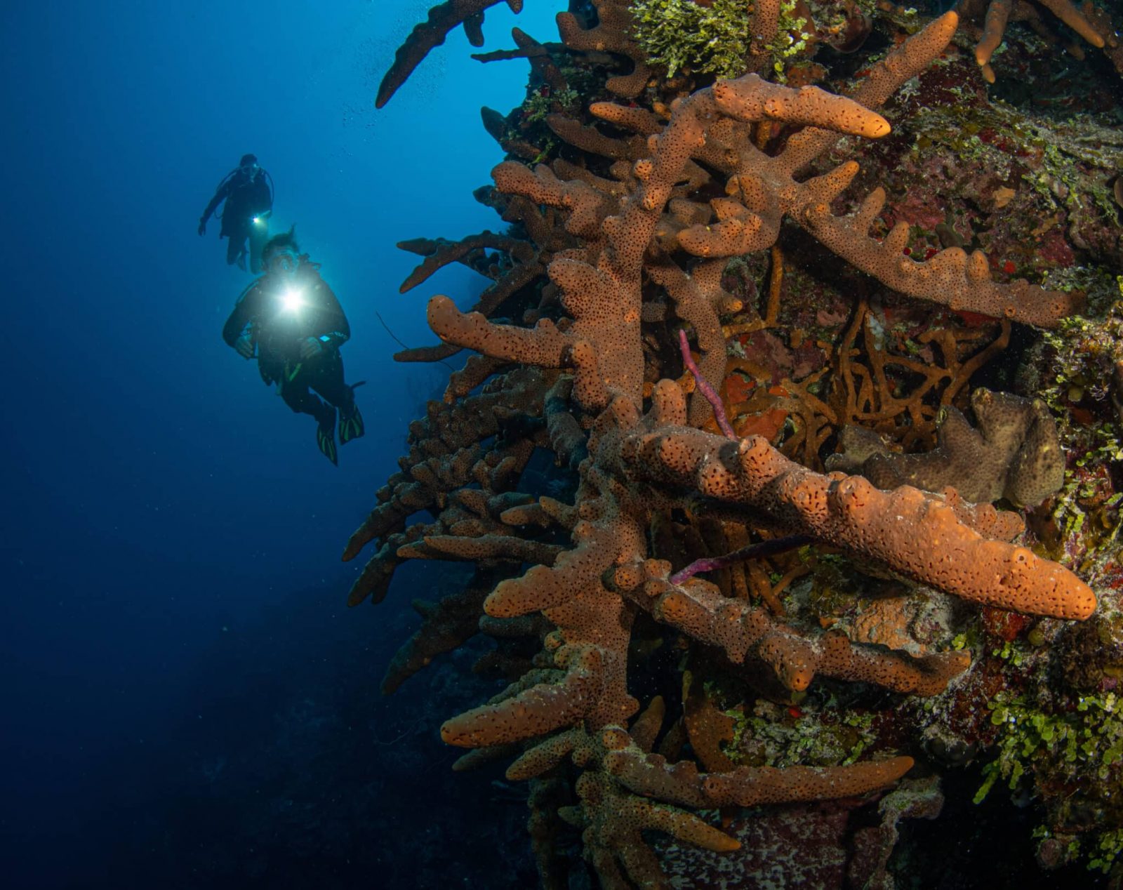 turks-and-caicos-scuba-diving-4-sites-not-to-miss-out-on turks-and-caicos-scuba-diving-4-sites-not-to-miss-out-on