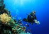 Scientists Highlight the Importance of Protecting Egypt’s Coral Reefs scientists-highlight-the-importance-of-protecting-egypt’s-coral-reefs
