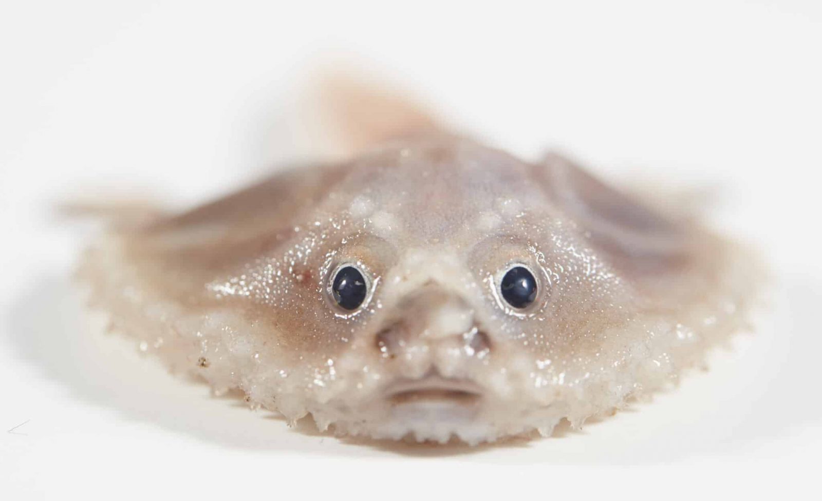 scientists-map-seafloor-off-australia’s-cocos-(keeling)-islands,-discover-cool-deep-sea-fish scientists-map-seafloor-off-australia’s-cocos-(keeling)-islands,-discover-cool-deep-sea-fish