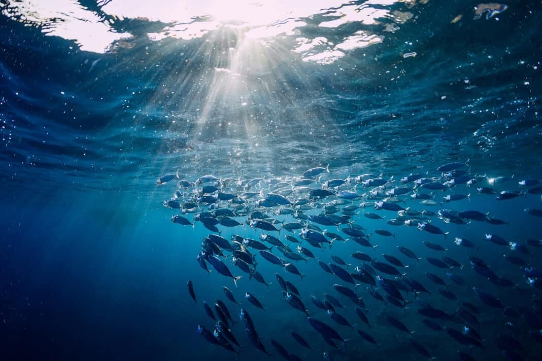 new-method-created-to-better-monitor-marine-ecosystem-health new-method-created-to-better-monitor-marine-ecosystem-health