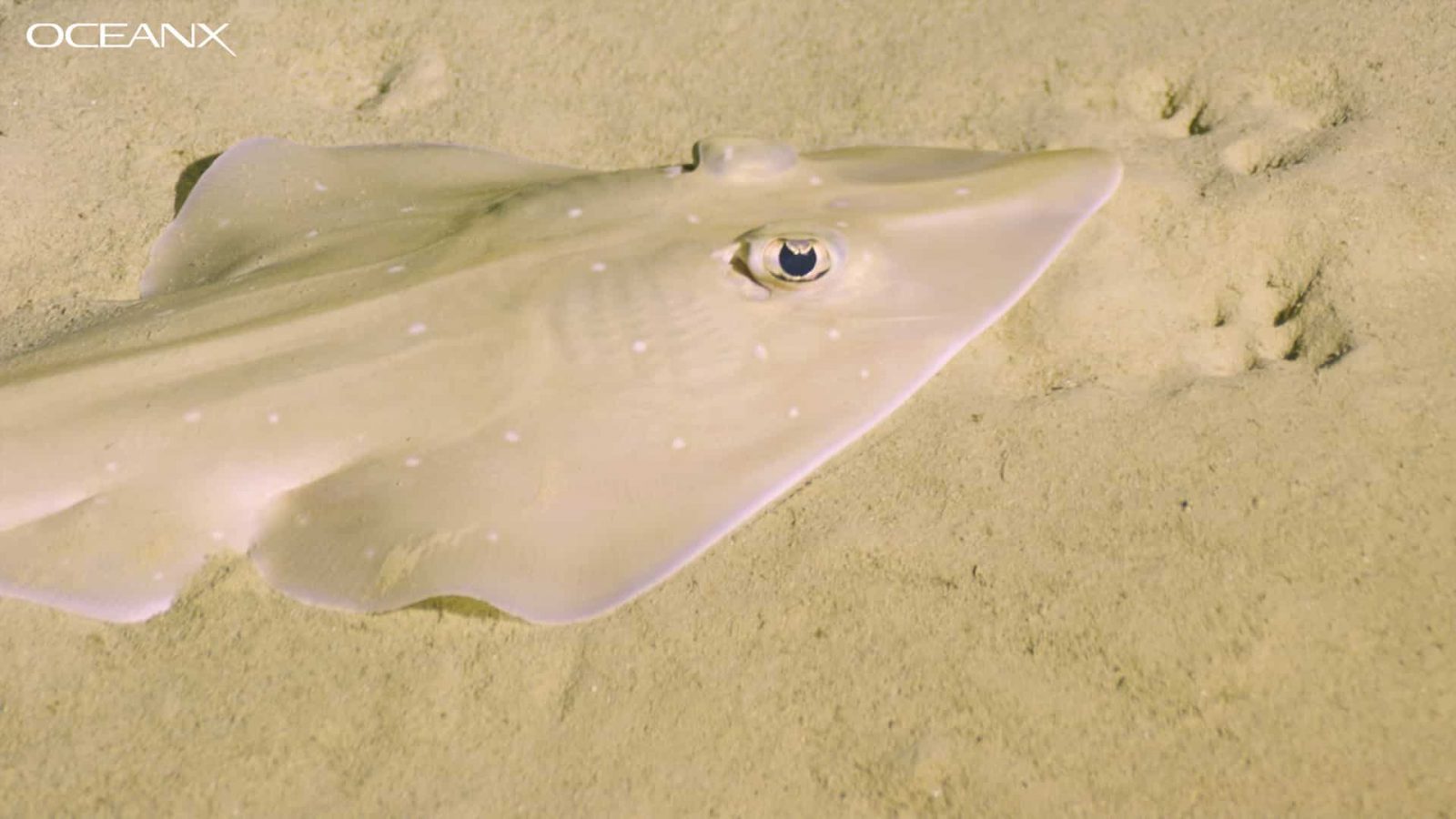 oceanx-expedition-conducted-a-big-megafauna-survey-of-northern-red-sea oceanx-expedition-conducted-a-big-megafauna-survey-of-northern-red-sea