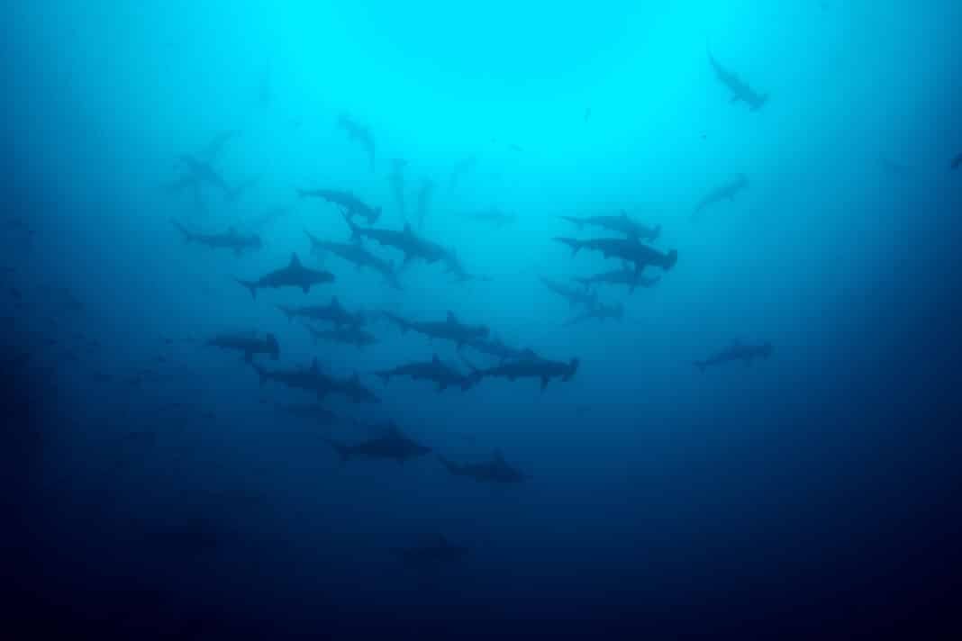 padi-celebrates-new-cites-shark-protections padi-celebrates-new-cites-shark-protections