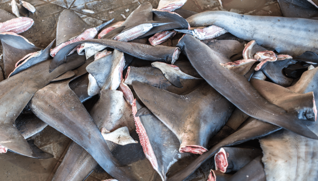 us-lawmakers-pass-shark-fin-ban us-lawmakers-pass-shark-fin-ban