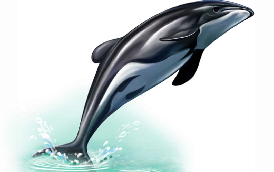 maui-dolphins-protected-thanks-to-sea-shepard-lawsuit maui-dolphins-protected-thanks-to-sea-shepard-lawsuit