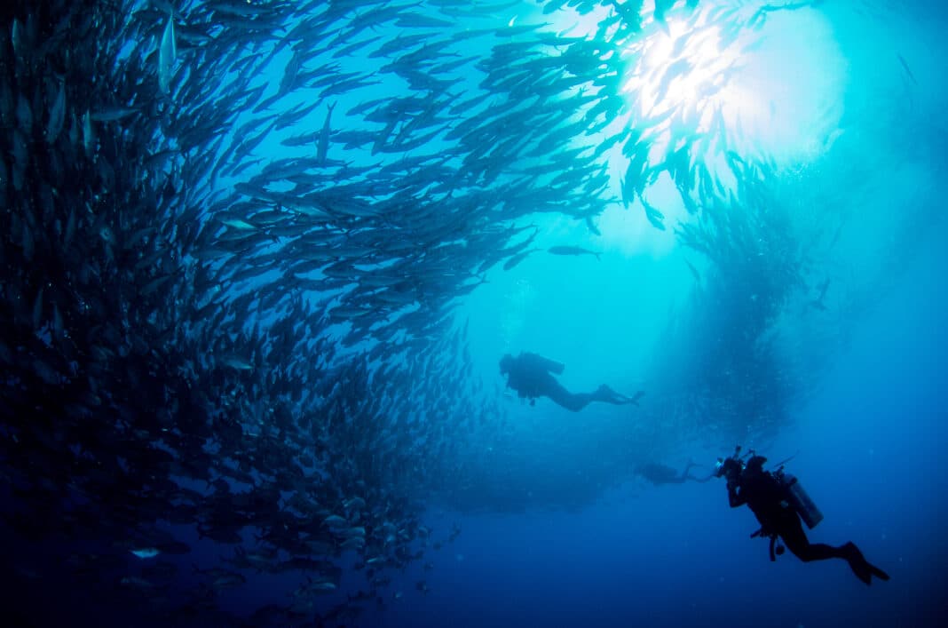 scuba-diving-cabo-san-lucas:-4-must-dive-sites scuba-diving-cabo-san-lucas:-4-must-dive-sites