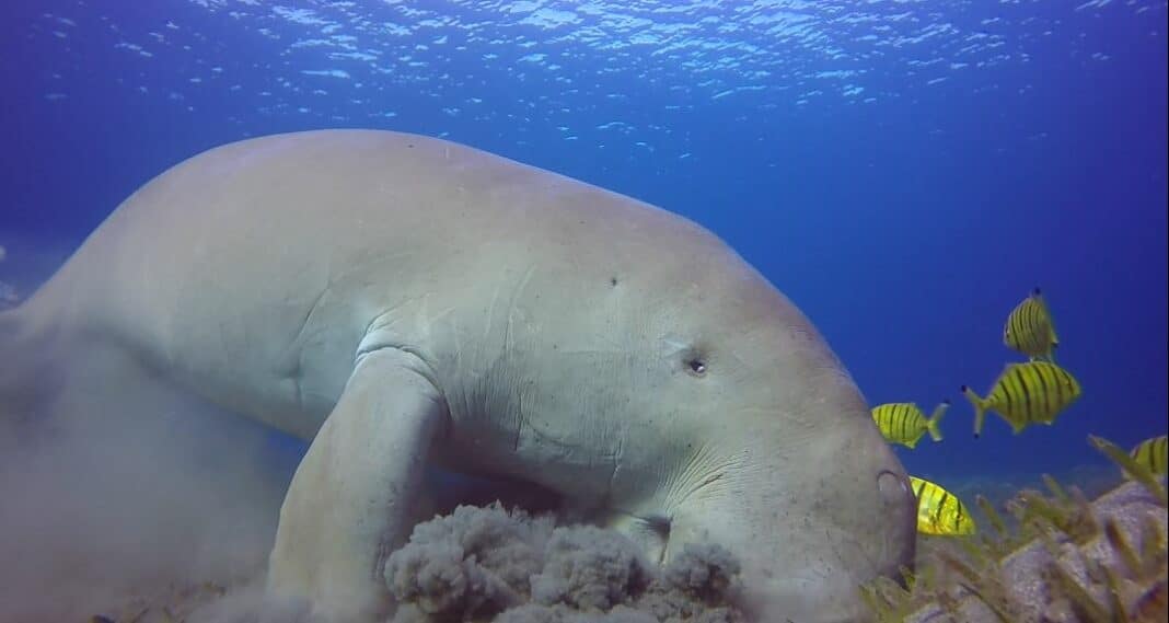 dugongs,-abalone,-pillar-coral-added-to-iucn’s-‘red-list’ dugongs,-abalone,-pillar-coral-added-to-iucn’s-‘red-list’