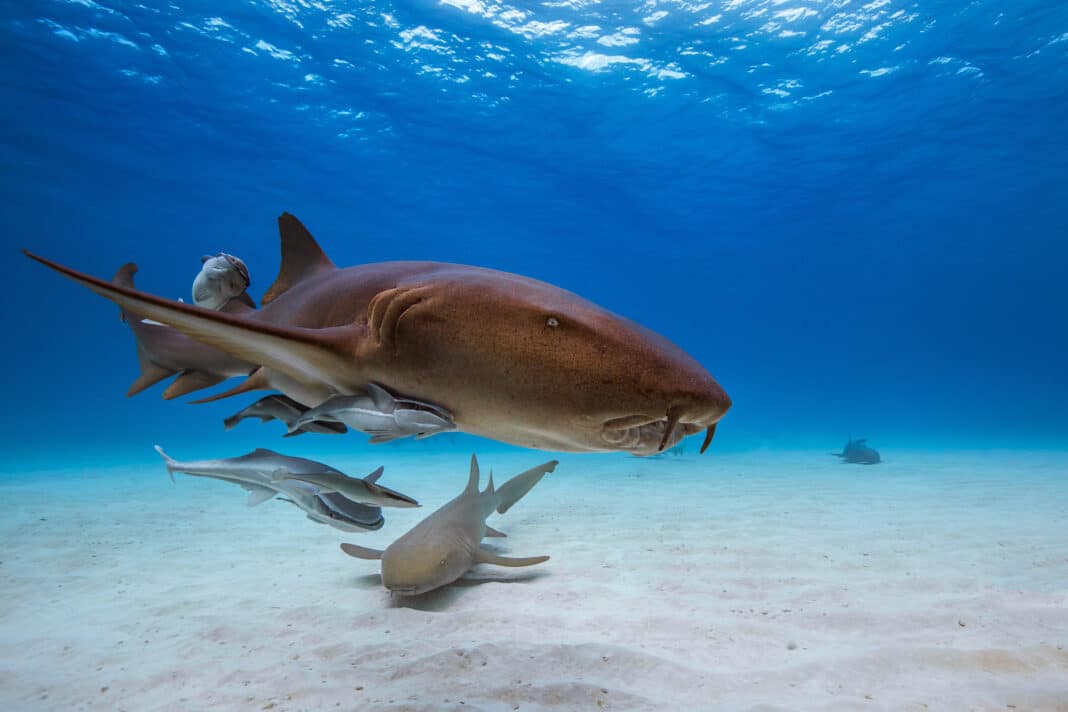 scuba-diving-punta-cana:-4-sites-not-to-miss-out-on scuba-diving-punta-cana:-4-sites-not-to-miss-out-on