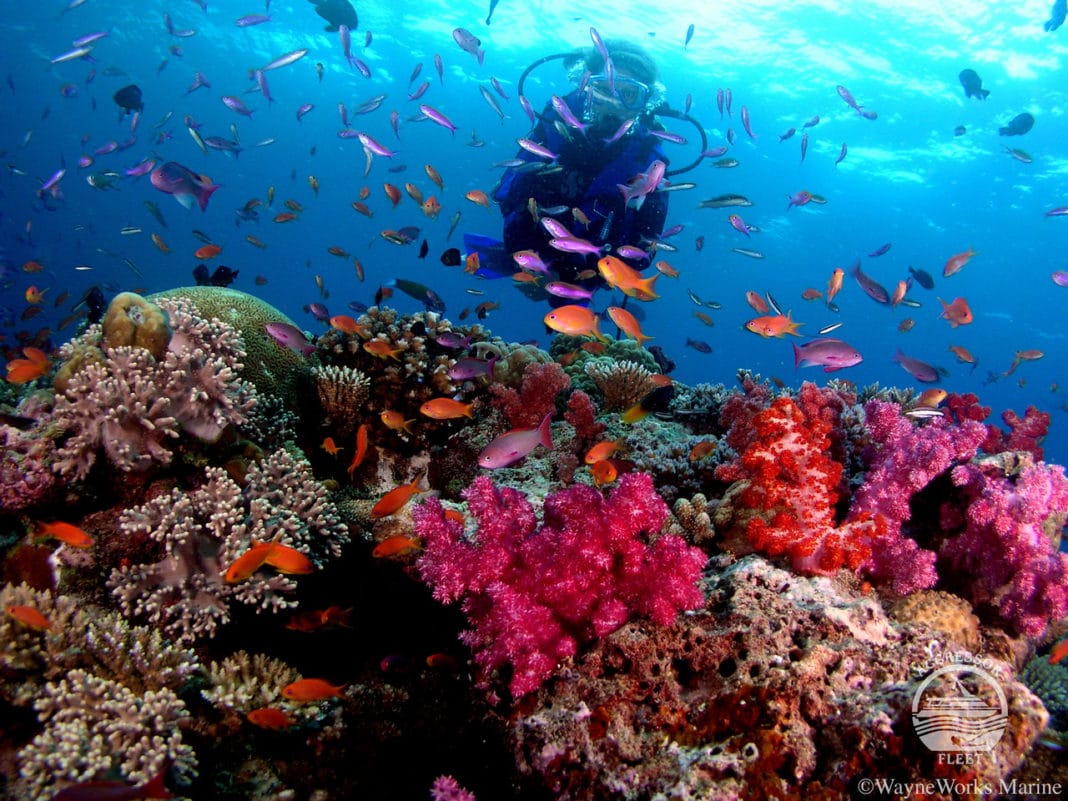 padi-supports-fijians-with-dive-career-scholarships padi-supports-fijians-with-dive-career-scholarships