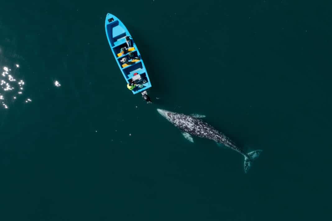swimming-with-whales,-the-bucket-list-experience-that-is-illegal-in-mexico swimming-with-whales,-the-bucket-list-experience-that-is-illegal-in-mexico