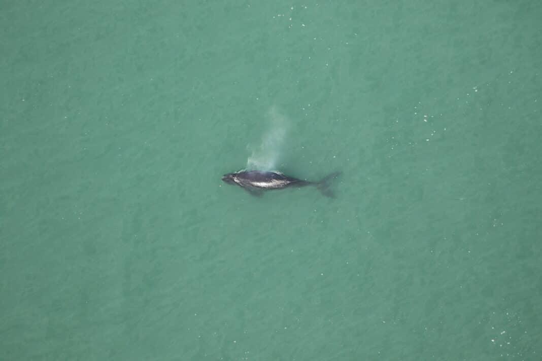 noaa-confirms-death-of-right-whale-calf noaa-confirms-death-of-right-whale-calf