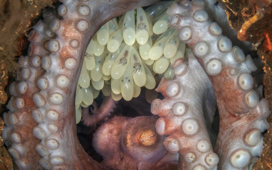 2022-ocean-art-underwater-photo-competition-winners-announced