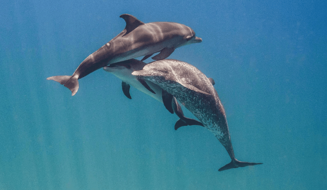scientists-have-created-a-new-dolphin-inspired-sonar scientists-have-created-a-new-dolphin-inspired-sonar