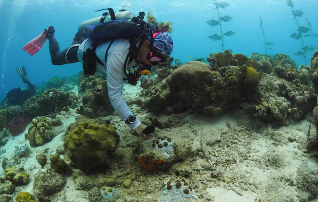 nursery-grown-corals-replanted-in-reefs-off-bonaire nursery-grown-corals-replanted-in-reefs-off-bonaire