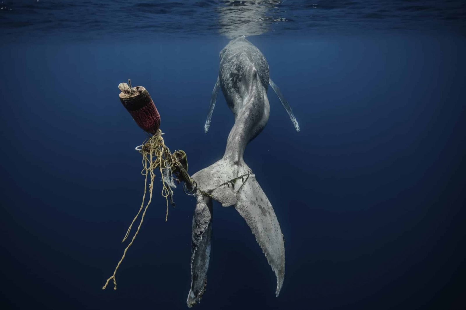 2023-underwater-photographer-of-the-year-contest-winners-announced 2023-underwater-photographer-of-the-year-contest-winners-announced