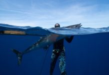 MVD Predator ZESO Invert Roller 2026: детальный обзор флагмана сезона Фото: Michael Worden на Unsplash (https://unsplash.com/photos/a-man-holding-a-large-shark-in-the-oce