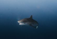 Российские бренды подводной охоты 2026: Marlin (Тайгер), Hammerfish, DivingWolf, Прозрак — кто что делает Фото: Daniel Torobekov на Pexels (https://www.pexels.com/photo/shark-swimming-underwater-18659795/)