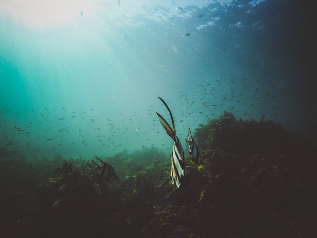 Фото: Jeremy Bishop на Unsplash (https://unsplash.com/photos/fishes-underwater-IjzFb5zEz68)